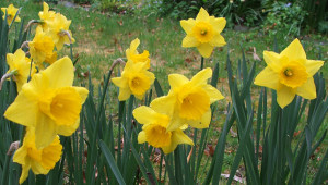 group-yellow-daffodils